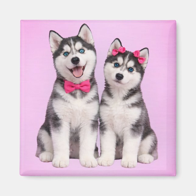 Imán de amor de cachorro Husky para San Valentín (Frente)