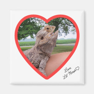 Imán de amor de lagarto cuadrado