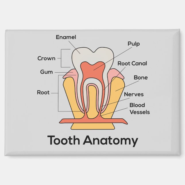 Imán de anatomía dental (Anverso)