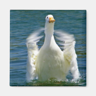imán de aplausos de pato