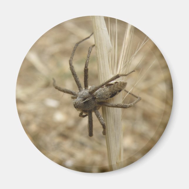 Imán de araña crujiente (Frente)