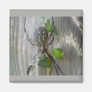 Imán de Araña de Banana