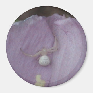Imán de araña de Orb blanco