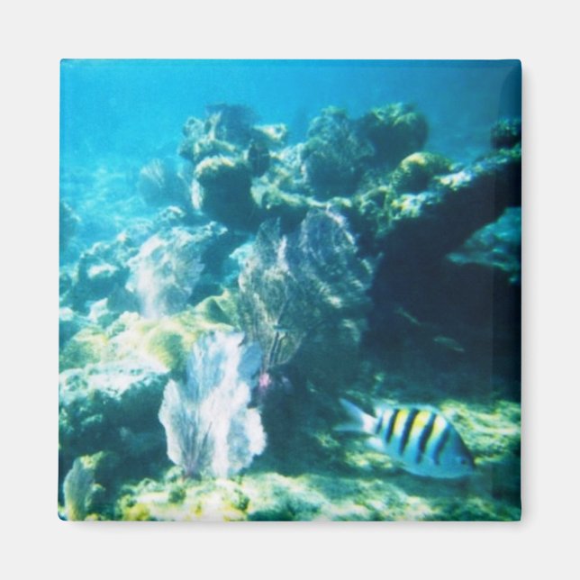 imán de arrecife de Costa Maya (Frente)