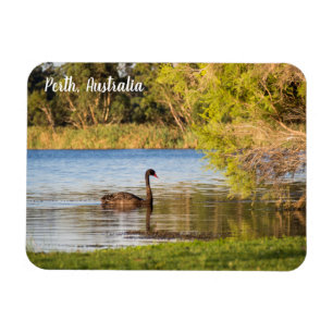 Imán de Australia del cisne negro de Perth