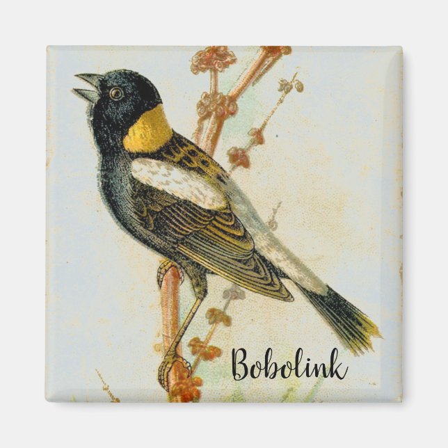 Imán de aves Bobolink dibujado a mano antiguo (Frente)