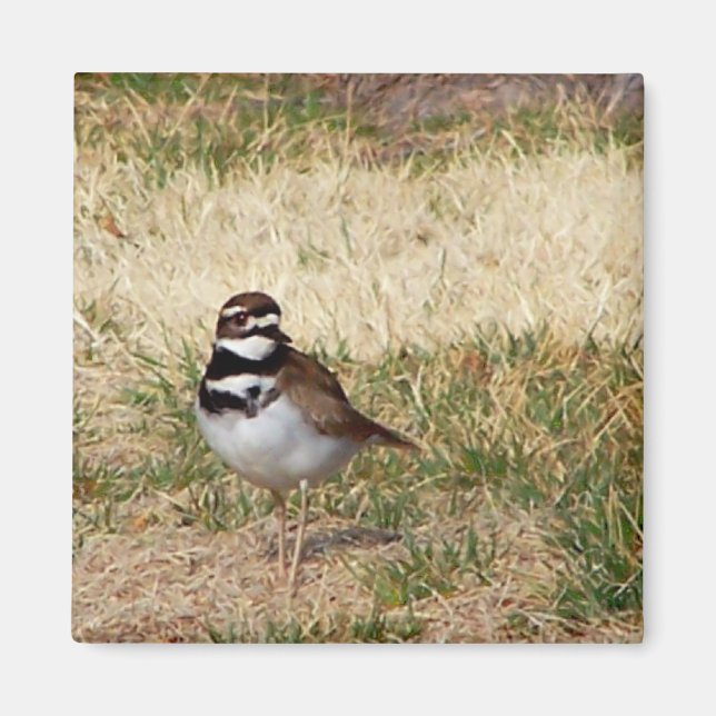 Imán de aves de Killdeer (Frente)
