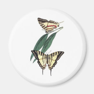 Imán de Aves Exóticas