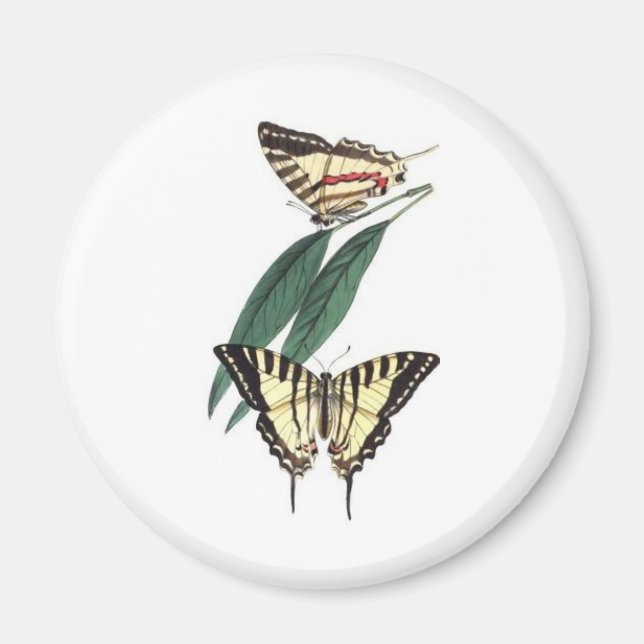 Imán de Aves Exóticas (Frente)