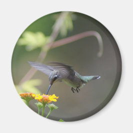 imán de barrido de verano