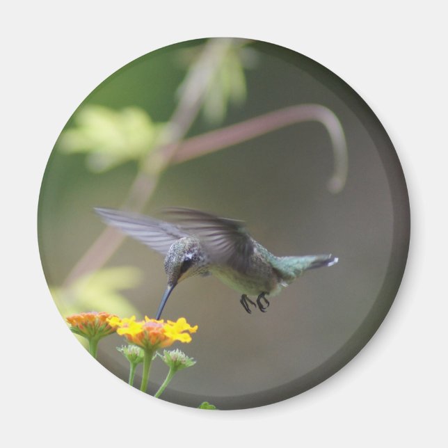 imán de barrido de verano (Frente)