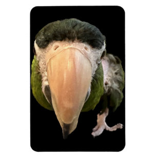 imán de beakysnooter mágico