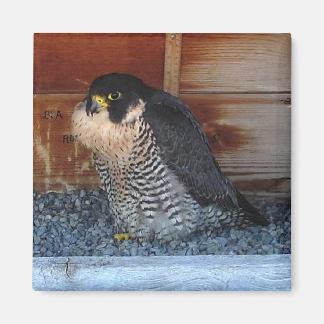 Imán de belleza (Frente)