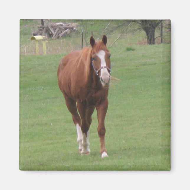 imán de belleza de caballo (Frente)