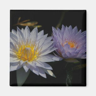imán de blancos y morados Lotus Waterlilies