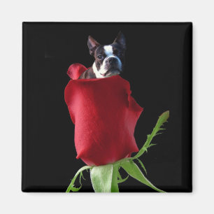 Imán de Boston Terrier del rosa rojo