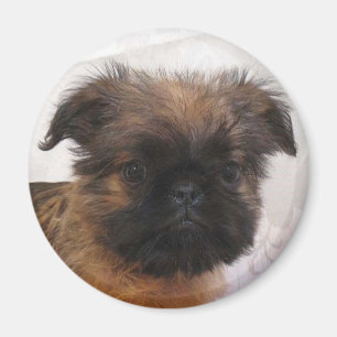 Imán de Brussell Griffon