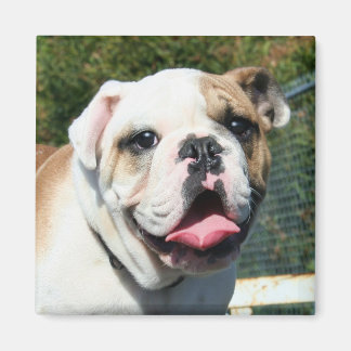 imán de bulldog