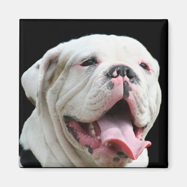imán de Bulldog blanco (Frente)