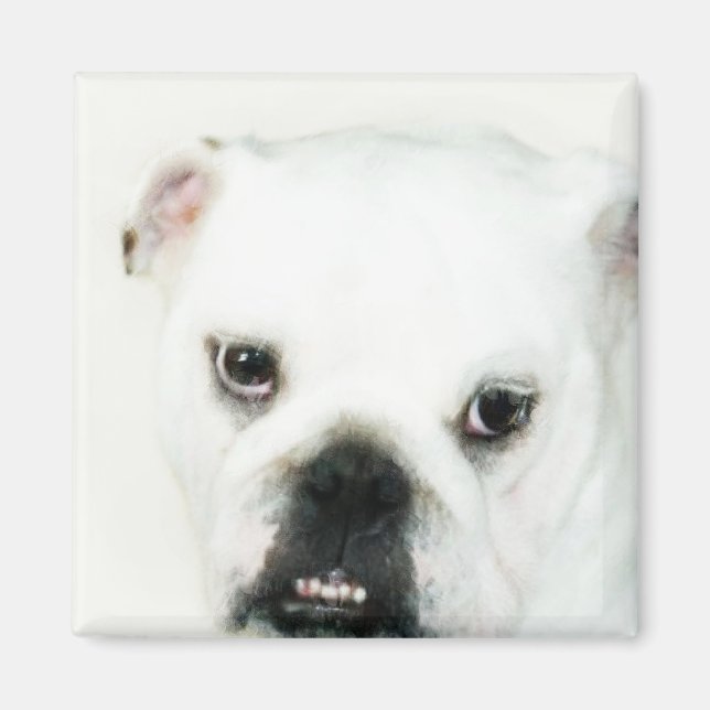 Imán de bulldog blanco (Frente)