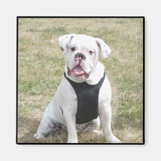 Imán de Bulldog blanco