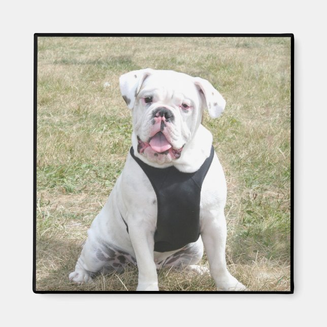 Imán de Bulldog blanco (Frente)