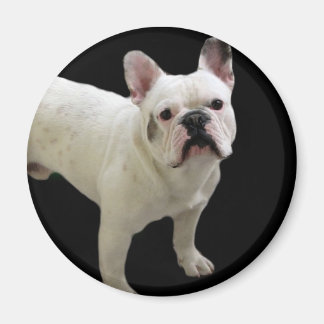 Imán de Bulldog blanco francés