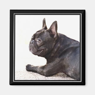 imán de Bulldog francés