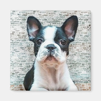 imán de Bulldog francés