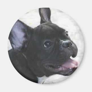 imán de Bulldog francés