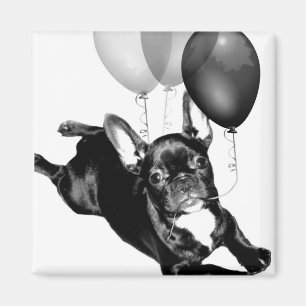 Imán de Bulldog francés de cumpleaños