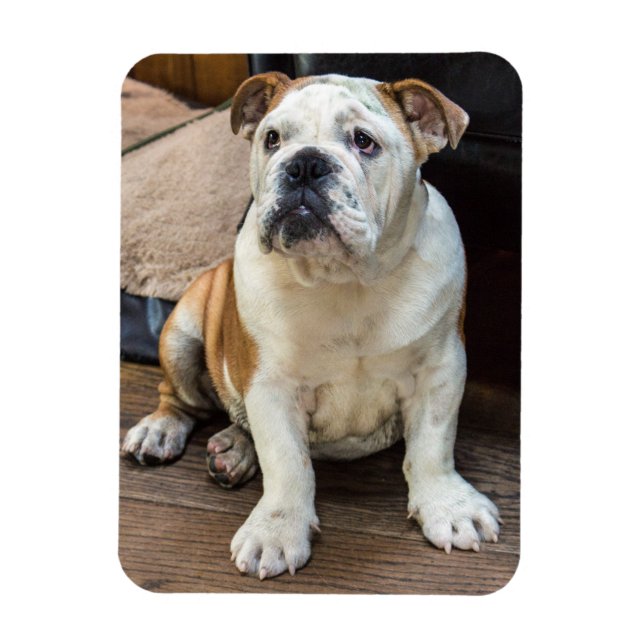 imán de Bulldog inglés (Vertical)