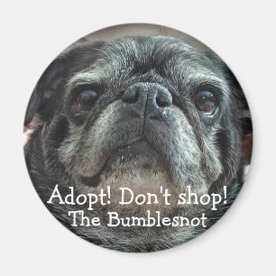 Imán de Bumblesnot: ¡Adopte! ¡No haga compras!