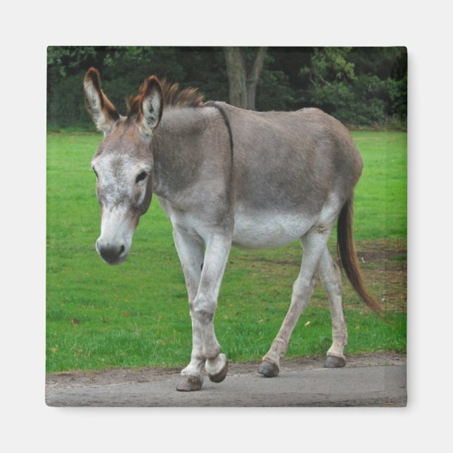 Imán de burro (Frente)