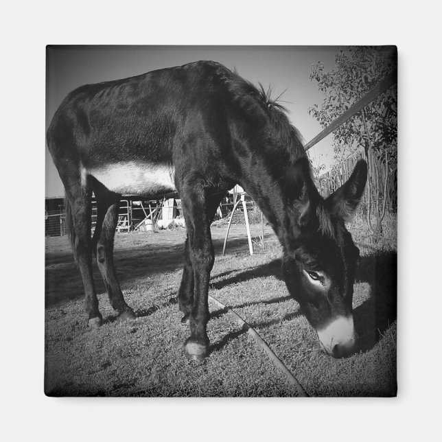 Imán de burro de moda (Frente)