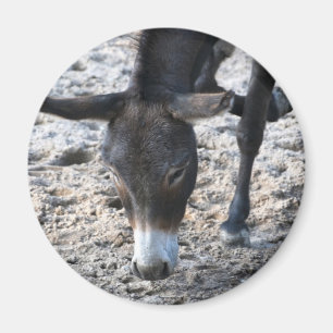 Imán de burros