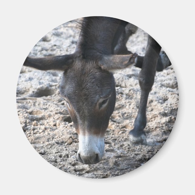 Imán de burros (Frente)