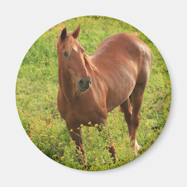 Imán de caballo (Frente)