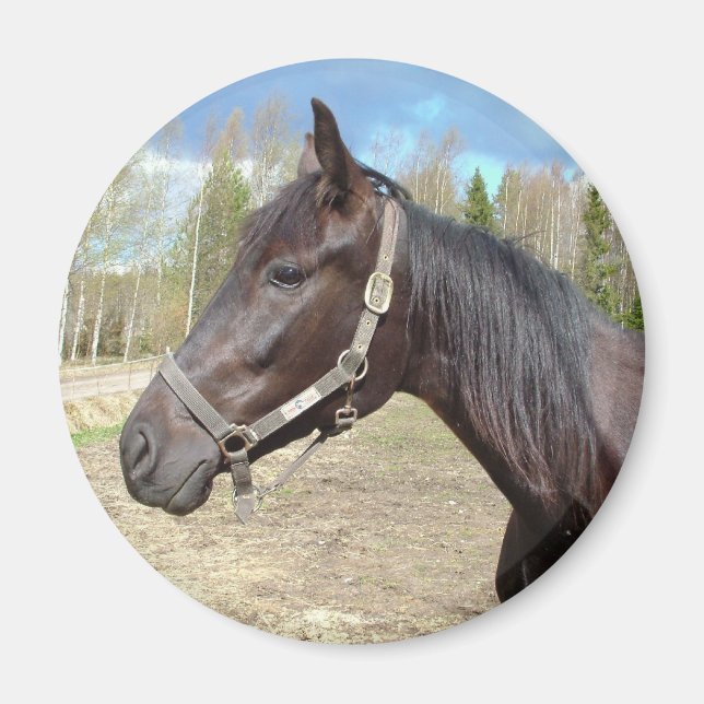 Imán de caballo (Frente)