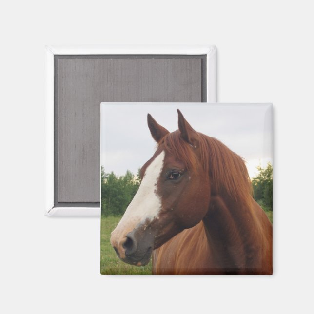 Imán de caballos blancos y marrones (Anverso/Reverso)