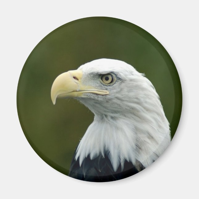 imán de cabeza de águila calva (Frente)