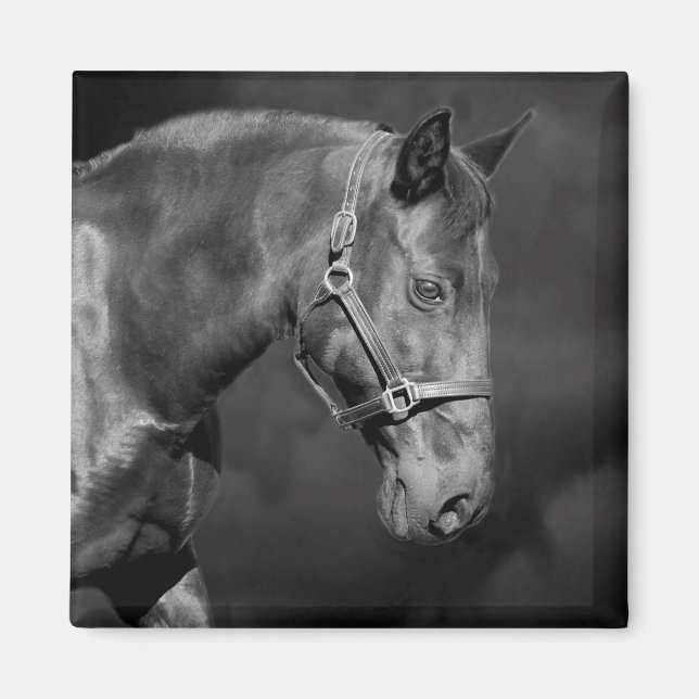 Imán de cabeza de caballo negro (Frente)