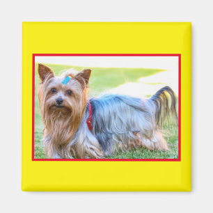 Imán de cabeza de perro Yorkshire Terrier lindo