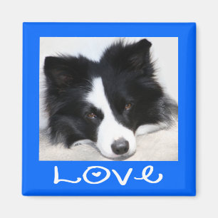 Imán de cachorro Border Collie negro y blanco con