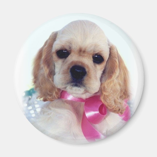 Imán de cachorro Buff Cocker (Frente)