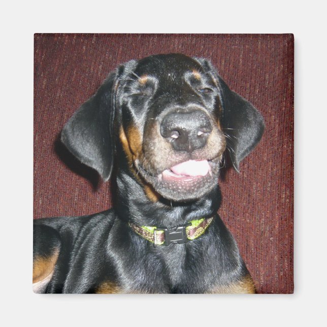 Imán de cachorro de Doberman Pinscher sonriendo (Frente)