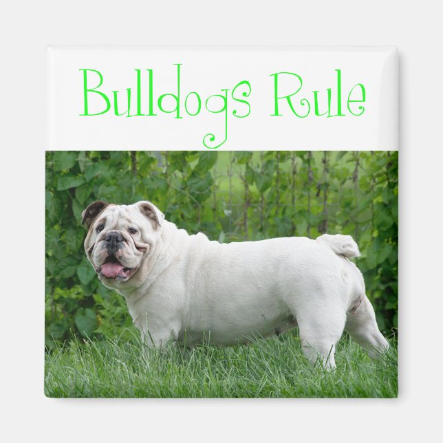 Imán de cachorro de perro Bulldog inglés blanco am (Frente)