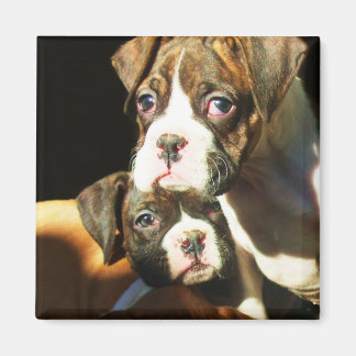 Imán de cachorros de boxeo