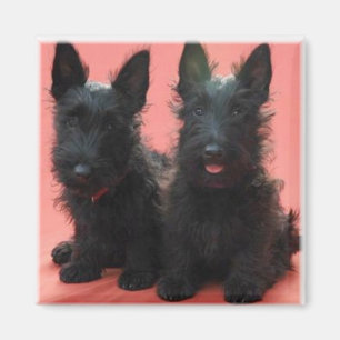 imán de cachorros de Scottish Terrier
