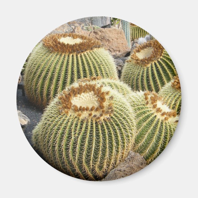 imán de Cacti (Frente)